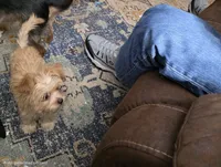 Brownie, a male Chorkie for sale in Proctorville, OH – 7 of 10