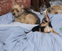 Blackie, a male Chorkie for sale in Proctorville, OH – 10 of 10