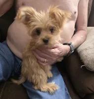 Brownie, a male Chorkie for sale in Proctorville, OH – 9 of 10