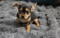 Blackie, a male Chorkie for sale in Proctorville, OH – 5 of 8
