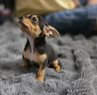 Blackie, a male Chorkie for sale in Proctorville, OH – 4 of 8