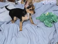 Blackie, a male Chorkie for sale in Proctorville, OH – 9 of 10