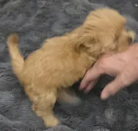 Brownie, a male Chorkie for sale in Proctorville, OH – 5 of 6