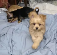 Brownie, a male Chorkie for sale in Proctorville, OH – 8 of 10