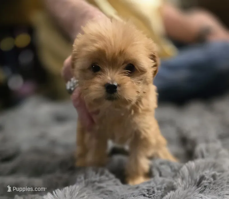 Brownie – Chorkie puppy for sale in Proctorville, OH