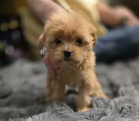 Brownie, a male Chorkie for sale in Proctorville, OH – 1 of 6
