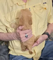 Brownie, a male Chorkie for sale in Proctorville, OH – 4 of 6