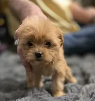 Brownie, a male Chorkie for sale in Proctorville, OH – 2 of 6