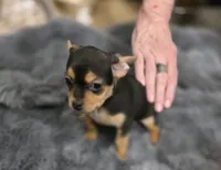 Blackie, a male Chorkie for sale in Proctorville, OH – 7 of 8