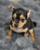 Blackie, a male Chorkie for sale in Proctorville, OH – 8 of 8