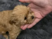 Brownie, a male Chorkie for sale in Proctorville, OH – 6 of 6