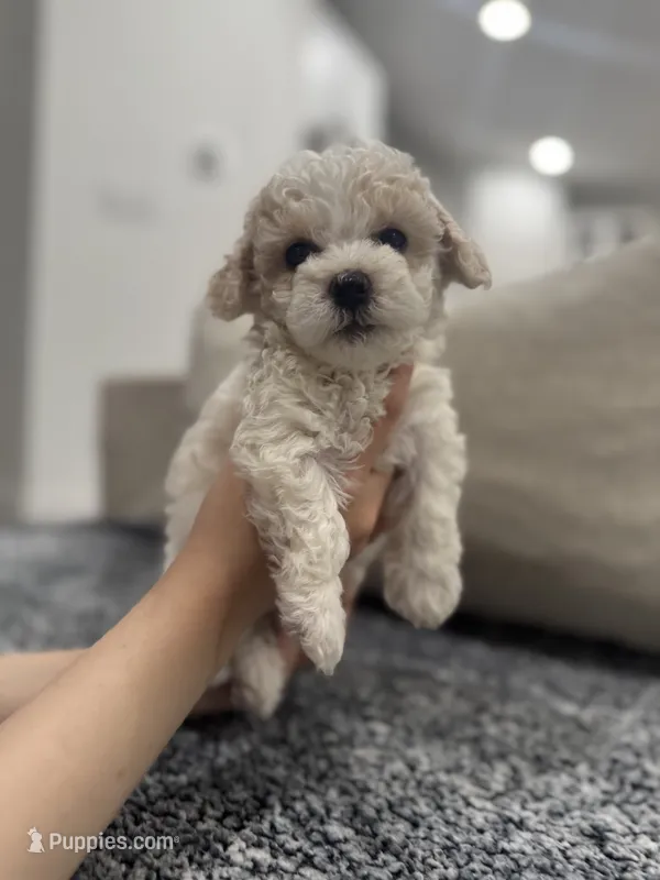 Duke – Maltipoo puppy for sale in Dallas, TX