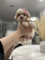 Chloe, a female Maltipoo for sale in Dallas, TX – 5 of 5