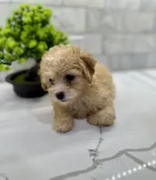 Ginger, a female Maltipoo for sale in Dallas, TX – 4 of 5