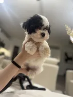 Daisy, a female Maltipoo for sale in Dallas, TX – 3 of 5