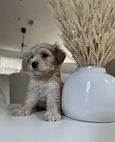 Zoe, a female Maltipoo for sale in Dallas, TX – 2 of 4