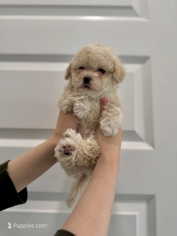 Holly – Maltipoo puppy for sale in Dallas, TX