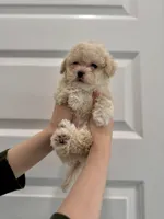 Holly, a female Maltipoo for sale in Dallas, TX – 1 of 4