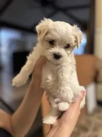 Maxy, a male Maltipoo for sale in Dallas, TX – 3 of 4