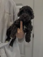 Onyx, a male Maltipoo for sale in Dallas, TX – Photo 2 of 4