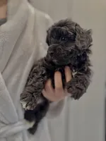 Onyx, a male Maltipoo for sale in Dallas, TX – Photo 4 of 4