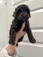 Onyx, a male Maltipoo for sale in Dallas, TX – Photo 3 of 4