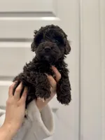 Onyx, a male Maltipoo for sale in Dallas, TX – Photo 1 of 4