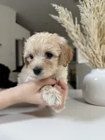 Louie, a male Maltipoo for sale in Dallas, TX – 4 of 4