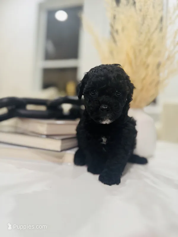Luna – Poodle - Toy  puppy for sale in Dallas, TX