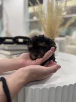 Onyx, a male Maltipoo for sale in Dallas, TX – 3 of 4