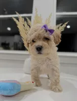 Dixie, a female Maltipoo for sale in Dallas, TX – 2 of 5
