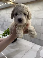 Baxter, a male Maltipoo for sale in Dallas, TX – 4 of 6