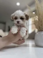 Heidi, a female Shihpoo for sale in Dallas, TX – 2 of 4