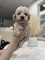 Archie, a male Maltipoo for sale in Dallas, TX – 2 of 3