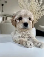 Louie, a male Maltipoo for sale in Dallas, TX – 1 of 4