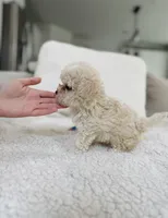 Holly, a female Maltipoo for sale in Dallas, TX – 4 of 4