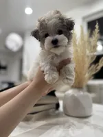 Charlie, a male Maltipoo for sale in Dallas, TX – 2 of 7