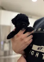 Luna, a female Poodle - Toy  for sale in Dallas, TX – 3 of 5