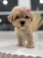 Penny, a female Maltipoo for sale in Dallas, TX – 3 of 4