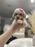 Chloe, a female Maltipoo for sale in Dallas, TX – 2 of 5
