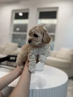 Daisy, a female Maltipoo for sale in Dallas, TX – 3 of 5