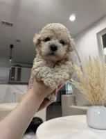 Oliver, a male Maltipoo for sale in Dallas, TX – 2 of 4