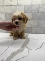 Cooper, a male Maltipoo for sale in Dallas, TX – 2 of 5