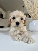 Louie, a male Maltipoo for sale in Dallas, TX – 3 of 4