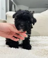 Jasper, a male Maltipoo for sale in Dallas, TX – Photo 3 of 4