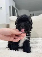 Jasper, a male Maltipoo for sale in Dallas, TX – Photo 1 of 4