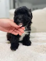 Jasper, a male Maltipoo for sale in Dallas, TX – Photo 2 of 4