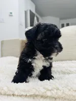 Jasper, a male Maltipoo for sale in Dallas, TX – Photo 4 of 4