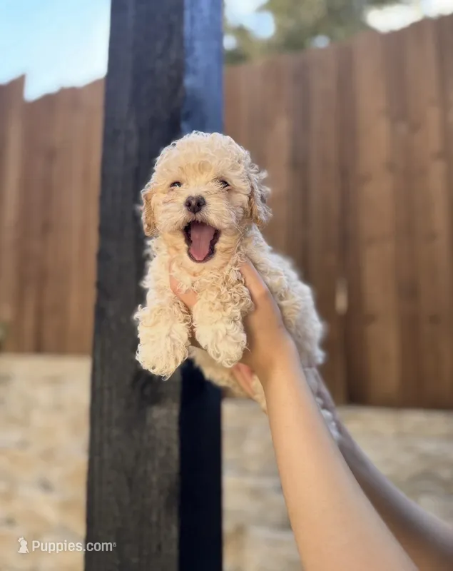 Bailey – Maltipoo puppy for sale in Dallas, TX