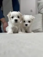 Gasper, a male Maltese for sale in Dallas, TX – 2 of 4